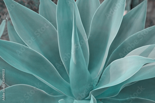 Azul Agave Plant Close up