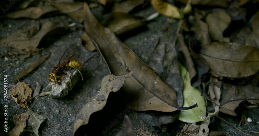 close-up on the fallen dry leaves hornet eats mol close-up on the fallen dry leaves hornet eats mol