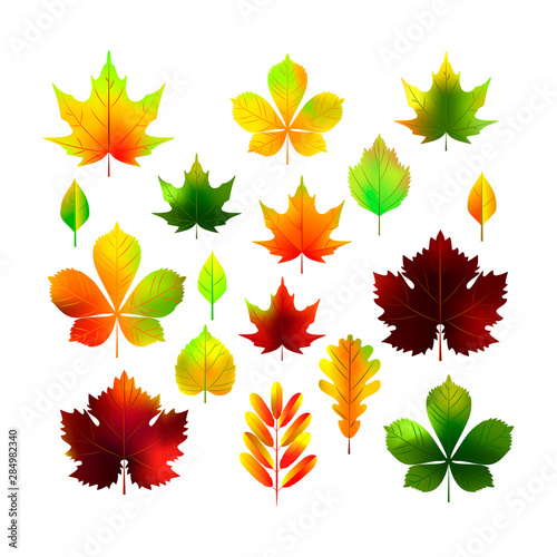 Realistic autumn leaves set. Vector illustration