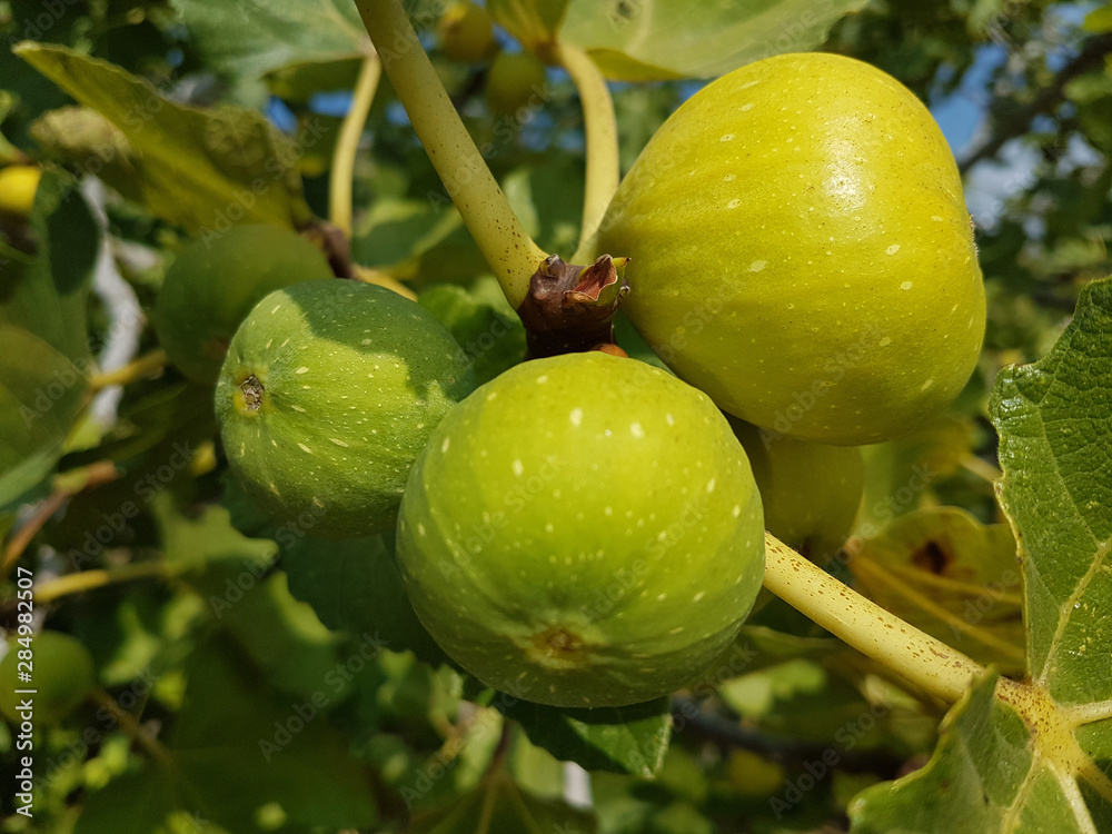 figs ripe yellow on the tree fresh leaves sky figs ripe yellow on the tree fresh leaves sky