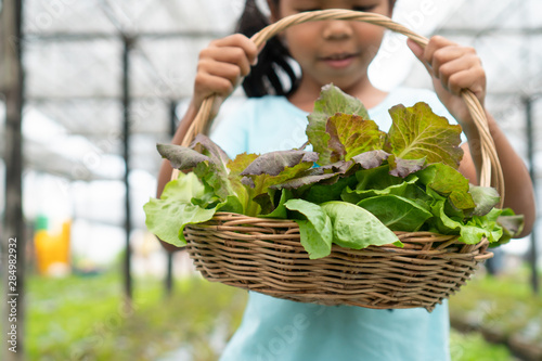 Cute asian child girl holding basket of fresh vegetables in organic hydroponic vegetable cultivation farm