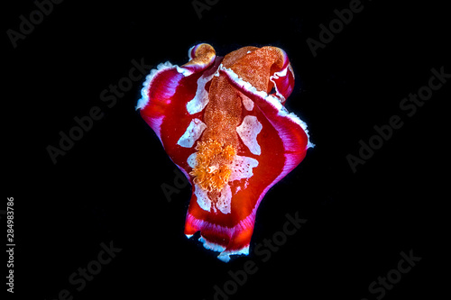 A beautiful spanish dancers close to the surface with reflection and black background