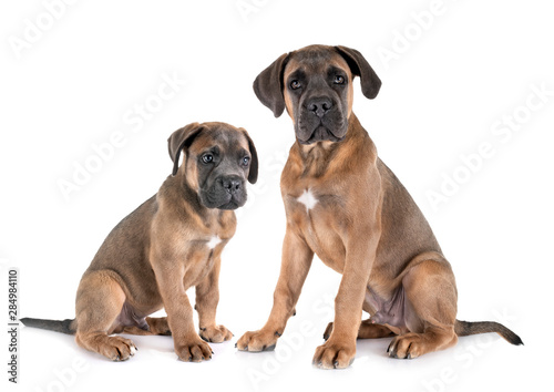 puppies cane corso