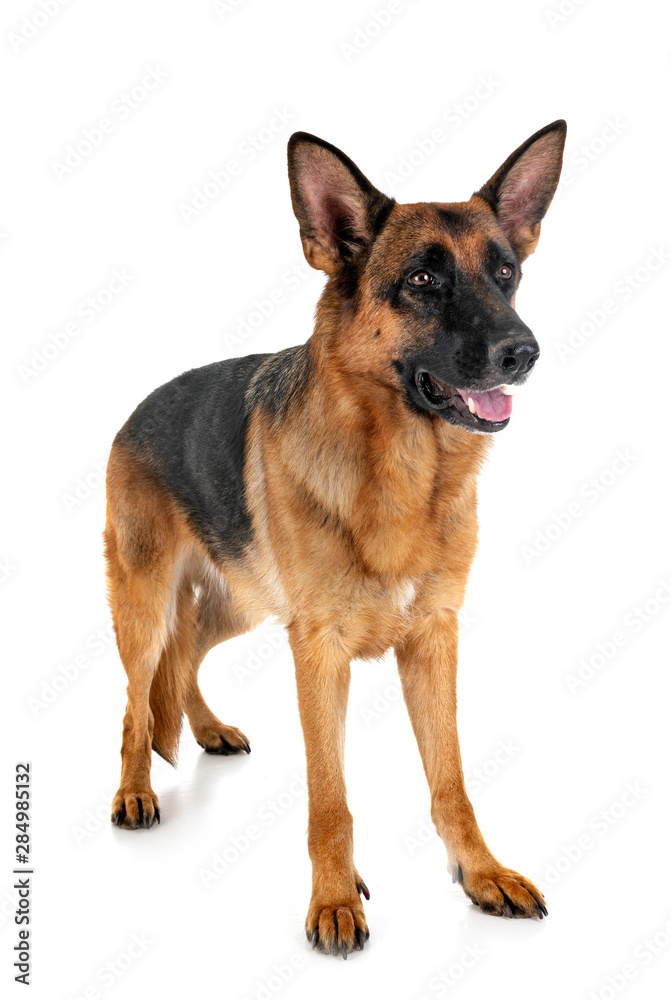german shepherd in studio german shepherd in studio