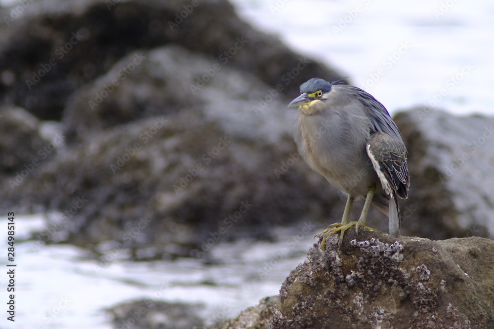 striated heron close up striated heron close up