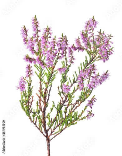 pink lush blossoming heather branch on white