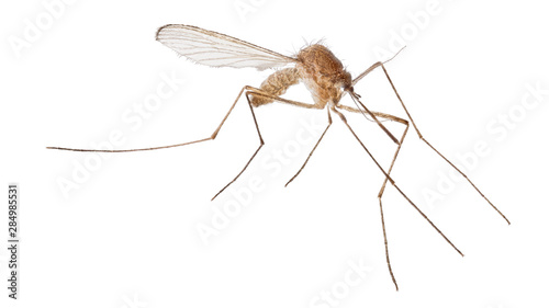small light brown isolated mosquito © Alexander Potapov