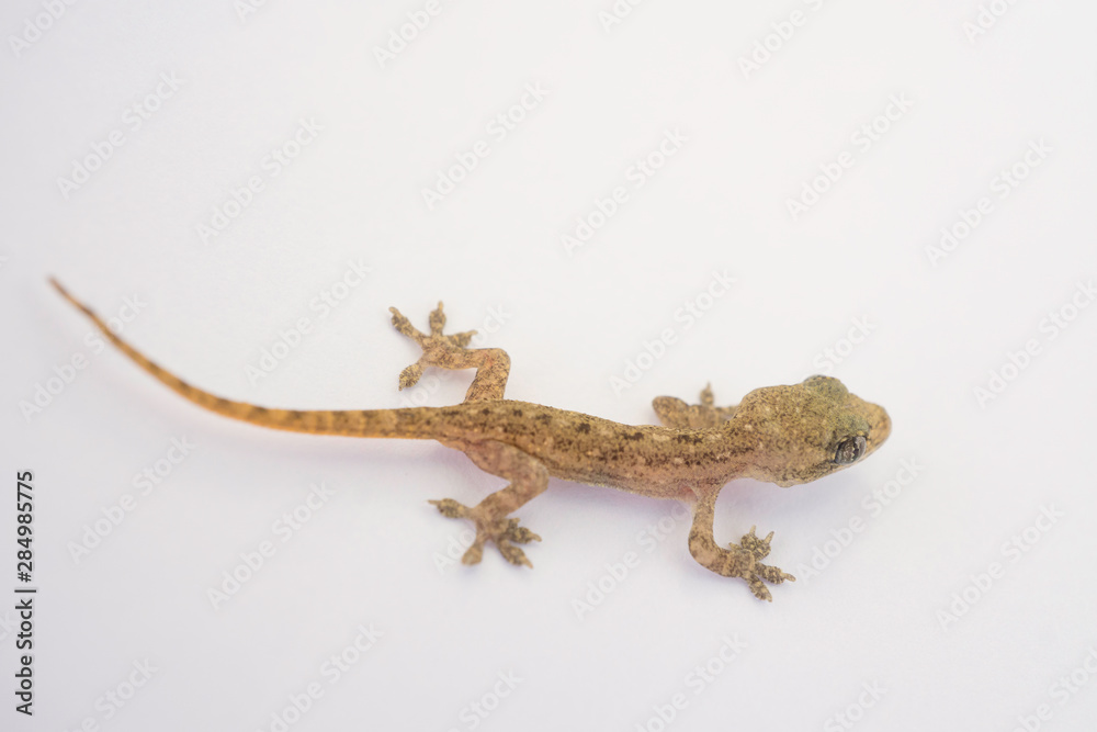 Naklejka premium Asian House lizard (hemidactylus) or baby little gecko isolated on white blurred background