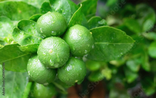 Green limes bunch with droplets and green leaf on plant,selective focus