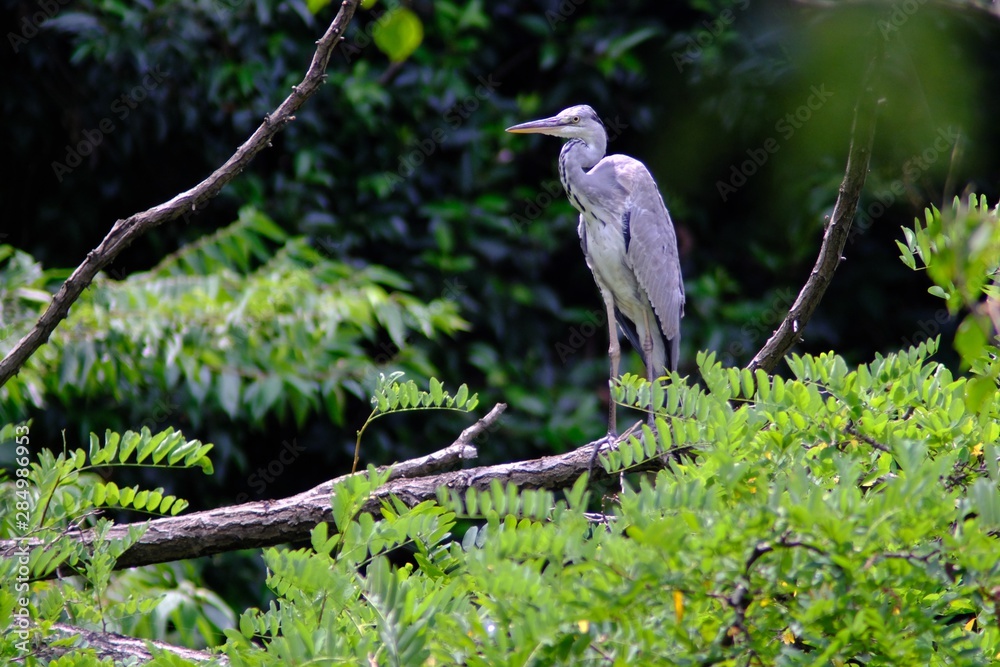 gray heron on branch