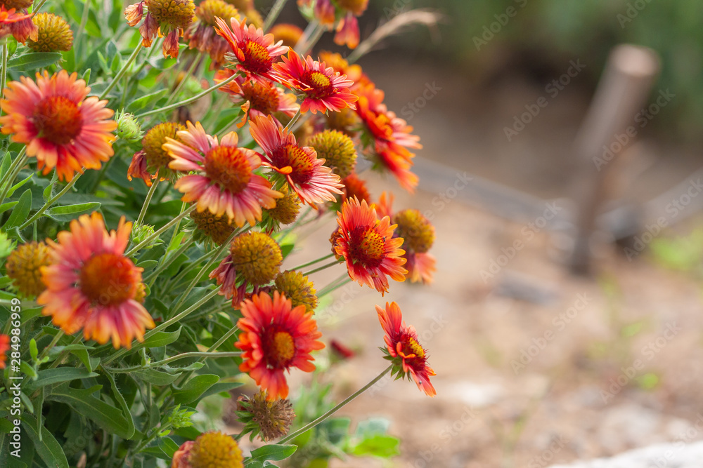 Outdoor spring, blooming yellow flower, gerbera,Gaillardia pulchella Foug Outdoor spring, blooming yellow flower, gerbera,Gaillardia pulchella Foug