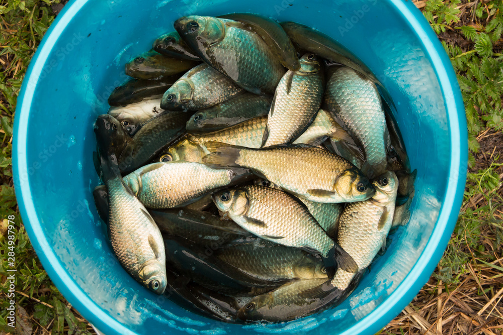 River fish in a blue bucket. Fish catch. Carp or roach. Weed fish