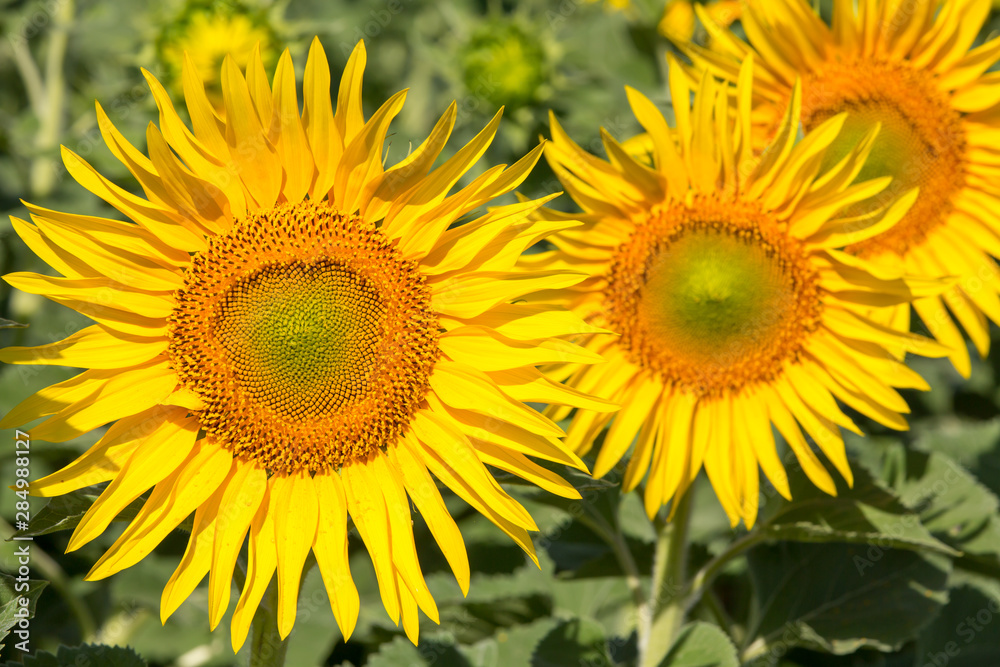 scenic wallpaper with a close-up of sunflower against green background with flowers