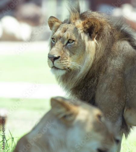 Fototapeta Naklejka Na Ścianę i Meble -  Lion and Lioness In Control