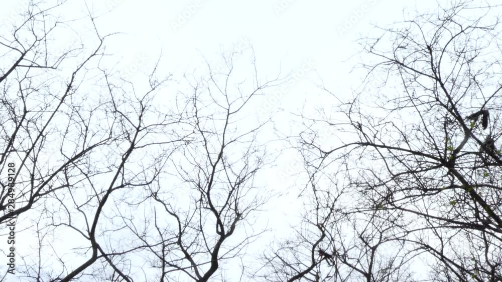 Black and white tree branches wiggling in the wind Black and white tree branches wiggling in the wind