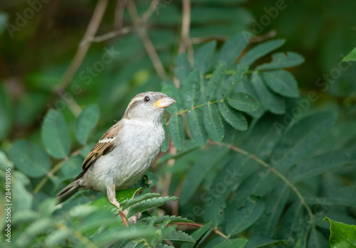 female house sparrow on a tree branch looking for food