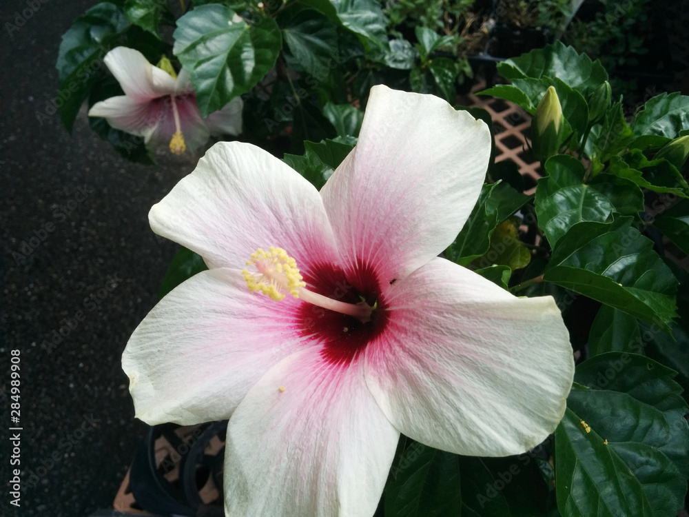 white color hibiscus flowers @japanese garden / 日本庭園の