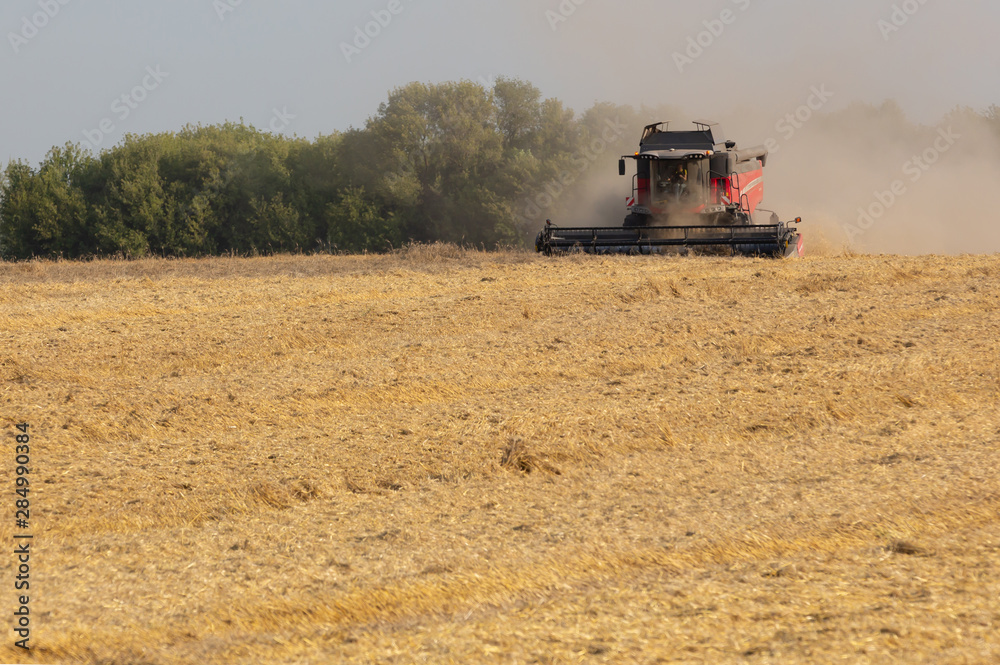 Fototapeta premium Combine in the field removes ripe rye or wheat. Summer season.