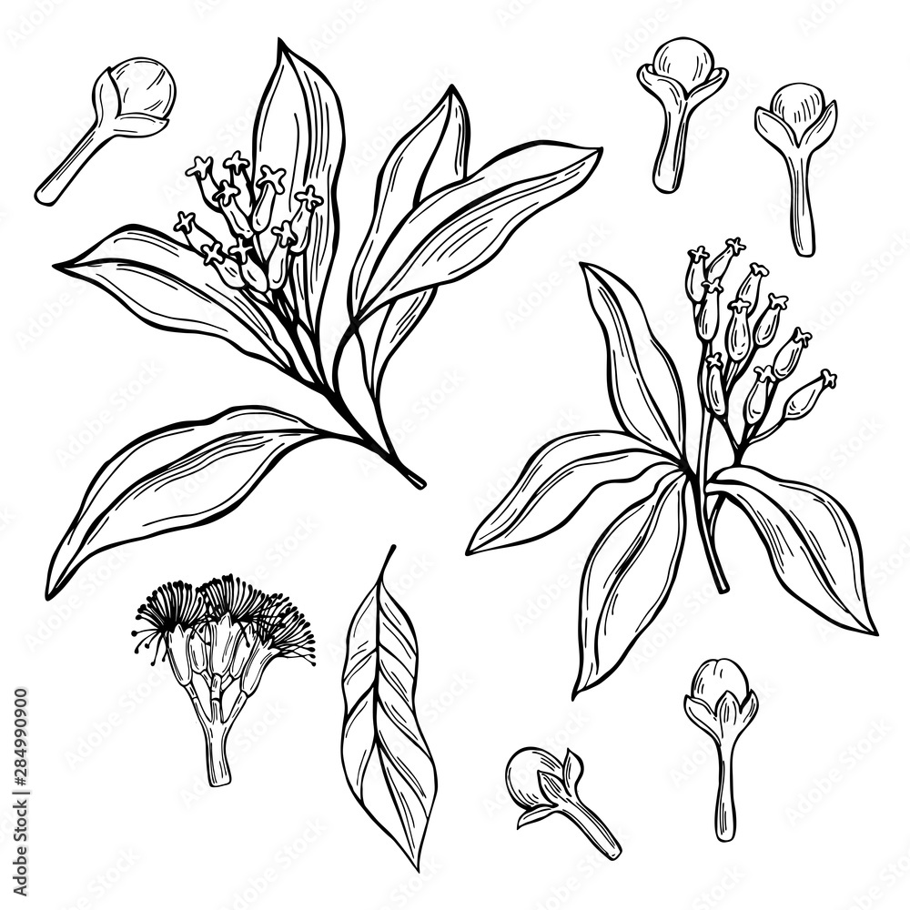 Hand drawn clove. The pods and flowers. Vector sketch illustration