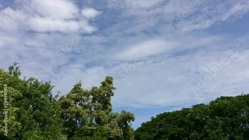 Time lapse A green tree against a cloudy sky in nature. The texture of a blue cloudy sky.