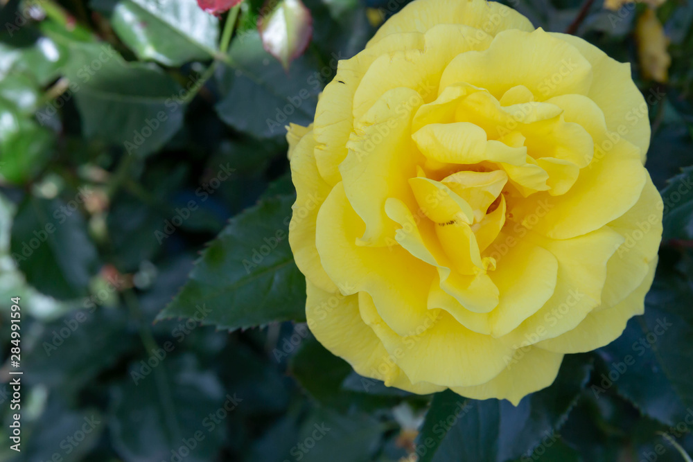 Yellow English rose Bud in the garden. Yellow English rose Bud in the garden.