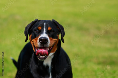 Appenzeller mountain dog © deviddo