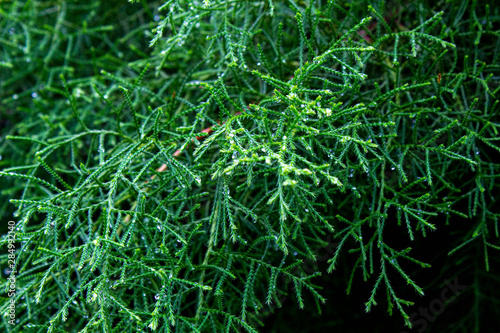 Branch of pine tree in forest wetting from raining on blurred background.