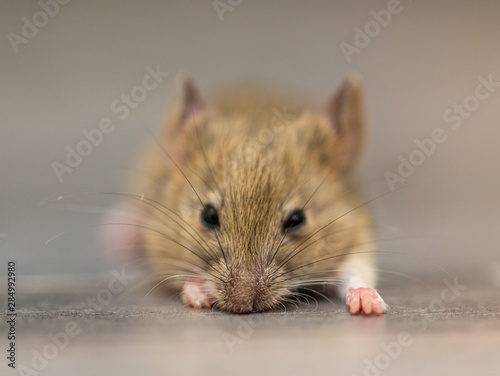 home mouse sitting on the floor with curious eyes looking at the camera