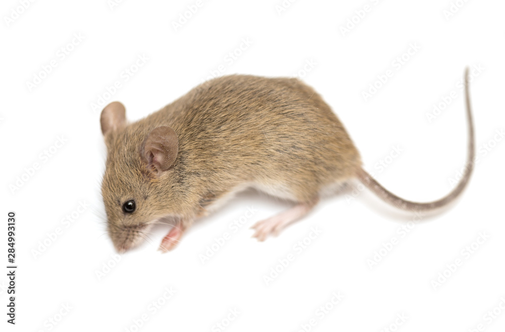 home mouse on a white background home mouse on a white background