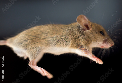 home mouse on a black background