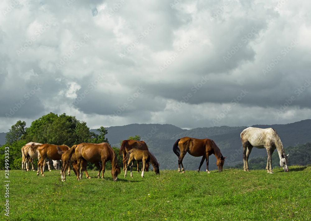 Group of horses and foals grazing on pasture at summer day Group of horses and foals grazing on pasture at summer day
