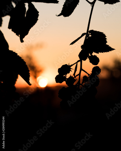 silhouettes of blackberry at sunset