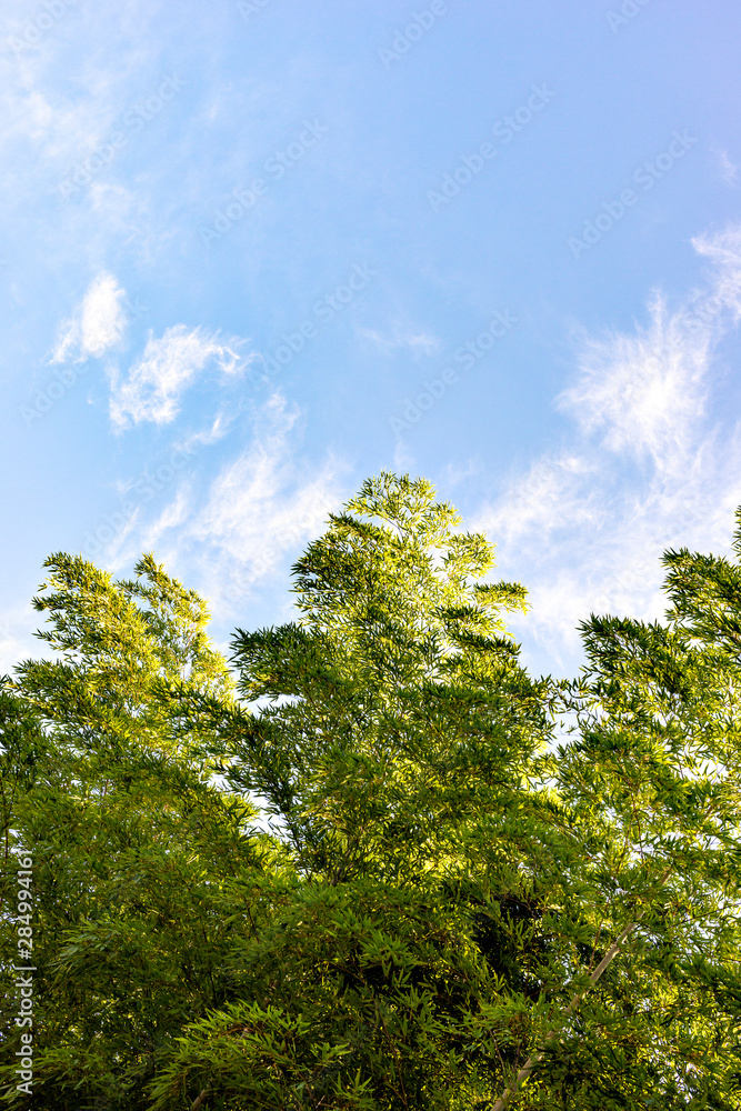 Bamboo green with blue sky in Japan in summer time