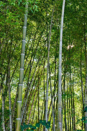 Bamboo grove in Japan in summer time