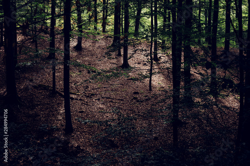 Verträumter dunkler Wald
