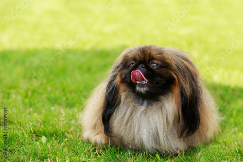 Foto Dog breed pekingese