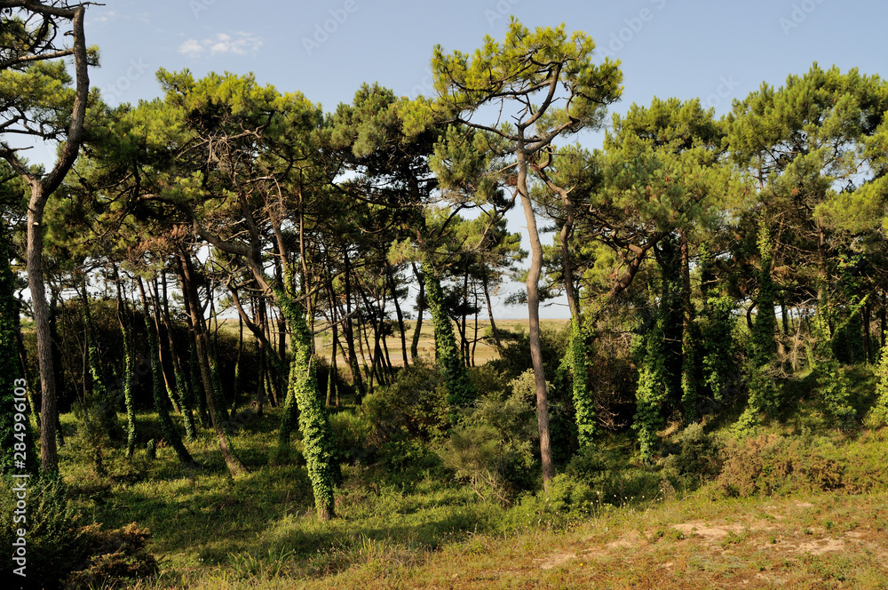 landes