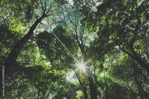 tree crowns in a dark forest