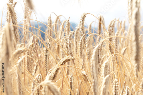 View of the ripened spikelets of wheat of golden color that grow on the field. The concept of agriculture, nature.