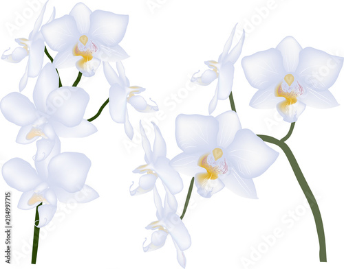 two branches with light orchid blooms on white