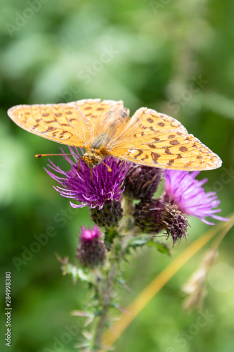 silver washed fritillary butterfly on flower photo