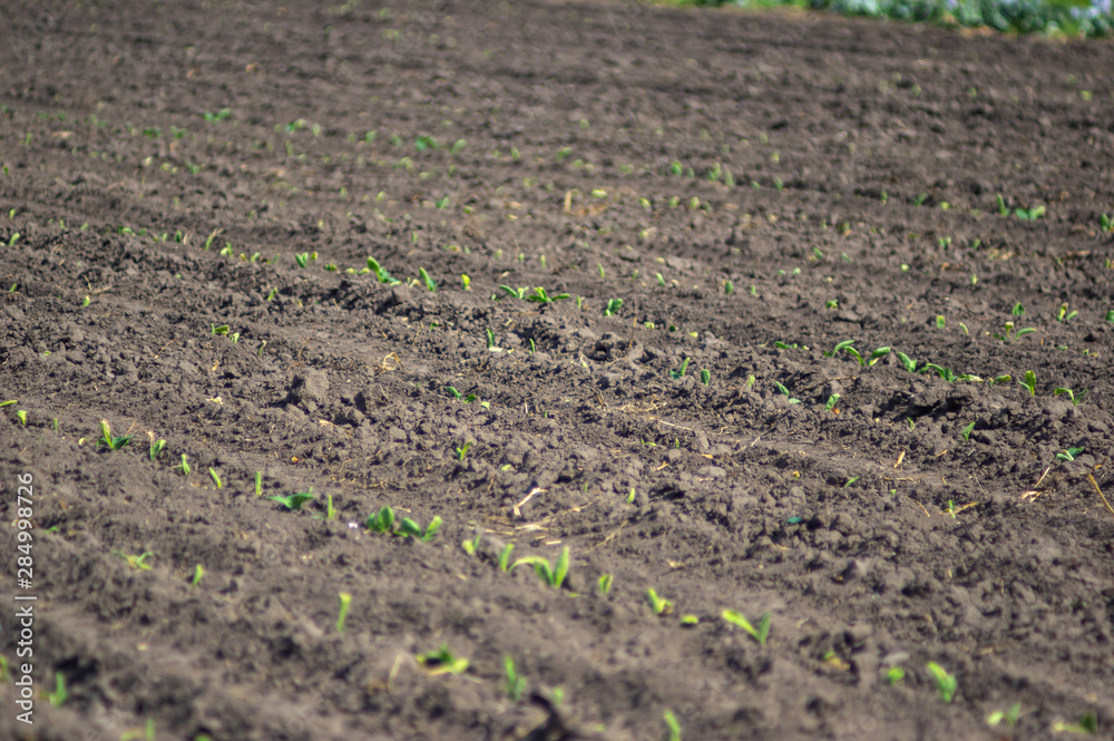 Sprouts of cabbage on the field