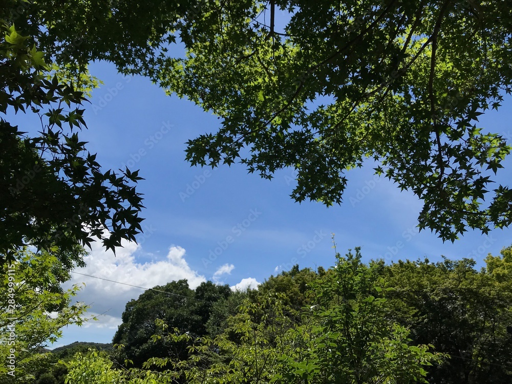 Obraz premium trees and blue sky