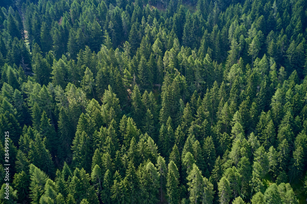 Obraz premium Plantation of spruce trees. Top down aerial view. Green spruce on the slope aerial view from the side.