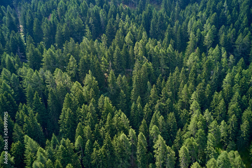 Fototapeta Naklejka Na Ścianę i Meble -  Plantation of spruce trees. Top down aerial view. Green spruce on the slope aerial view from the side.