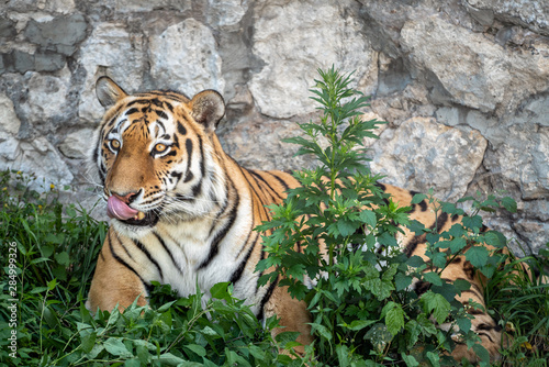 Tiger grimaces at the zoo.