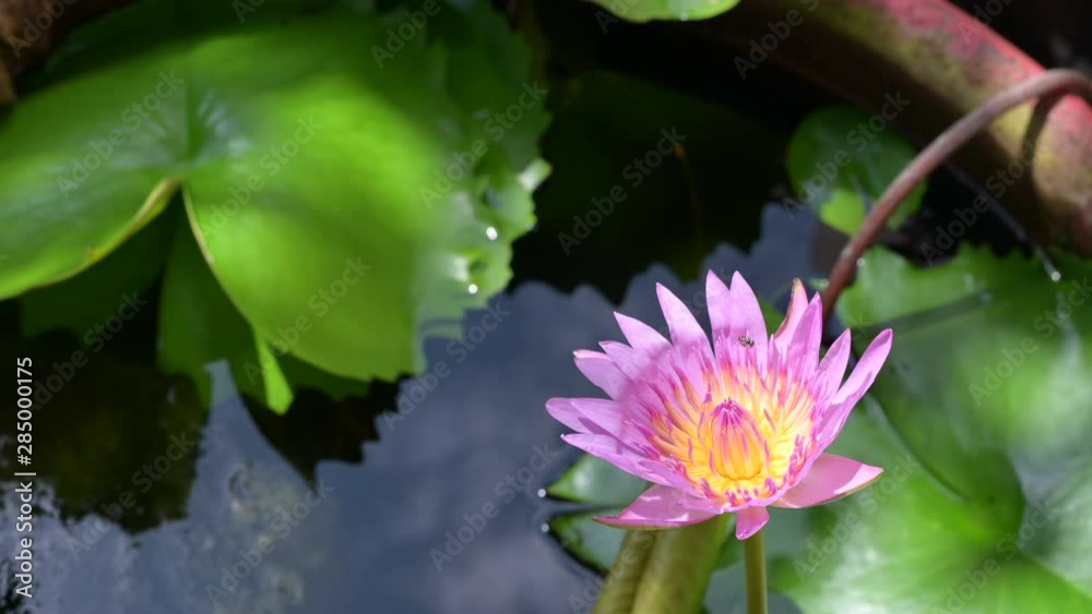 Beautiful Pink Lotus flower in pond,Nature concept Beautiful Pink Lotus flower in pond,Nature concept