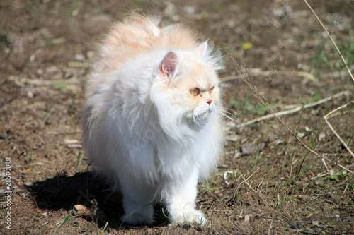 cat on the grass