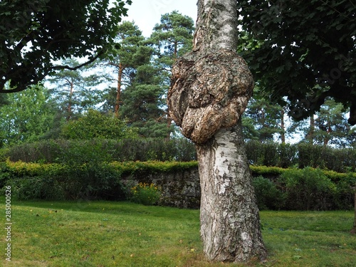 A large burr or burl on the trunk of a birch tree - betula pendula  photo