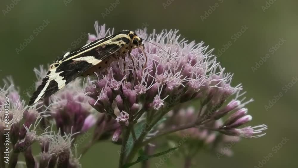 euplagia quadripunctaria, farfalla euplagia quadripunctaria, farfalla